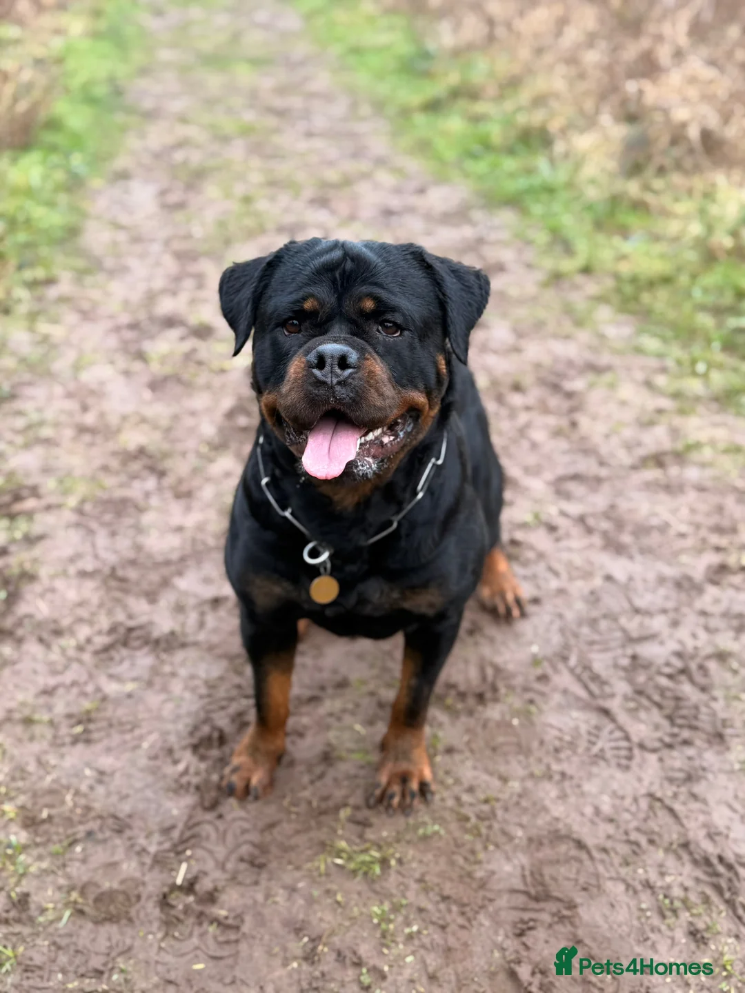 Rottweiler dogs for sale: Expecting Rottweiler pups - ready end of May  - Advert 13