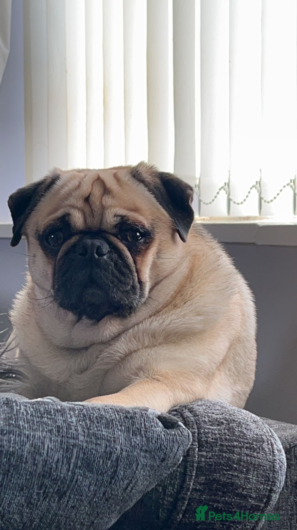 Pug dogs Loveable pug  - Advert 15