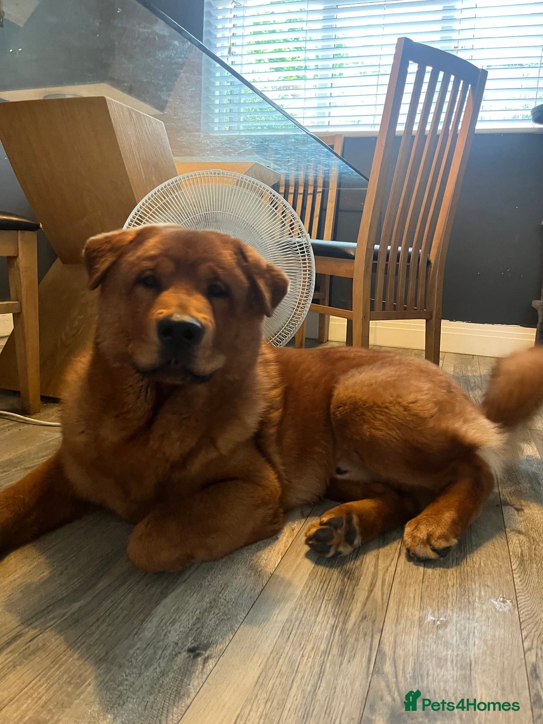 Mixed Breed dogs for sale: 7 month old chow x - Image 3