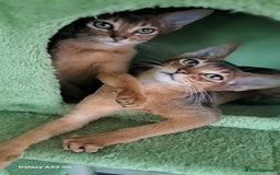 Abyssinian cats for sale: 5✨TICA Beautiful Abyssinian Kittens - Image 5