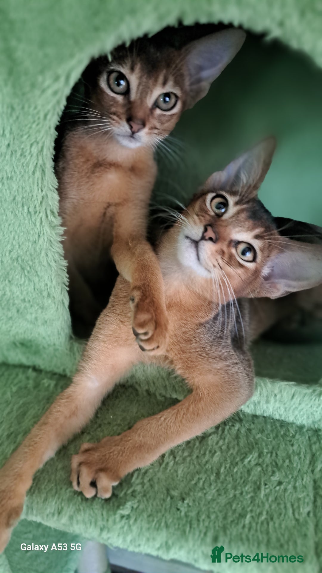 Abyssinian cats for sale: 5✨TICA Beautiful Abyssinian Kittens - Image 5