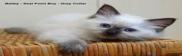 Ragdoll cats for sale: Quality GCCF Reg Ragdoll Kittens - Advert 6