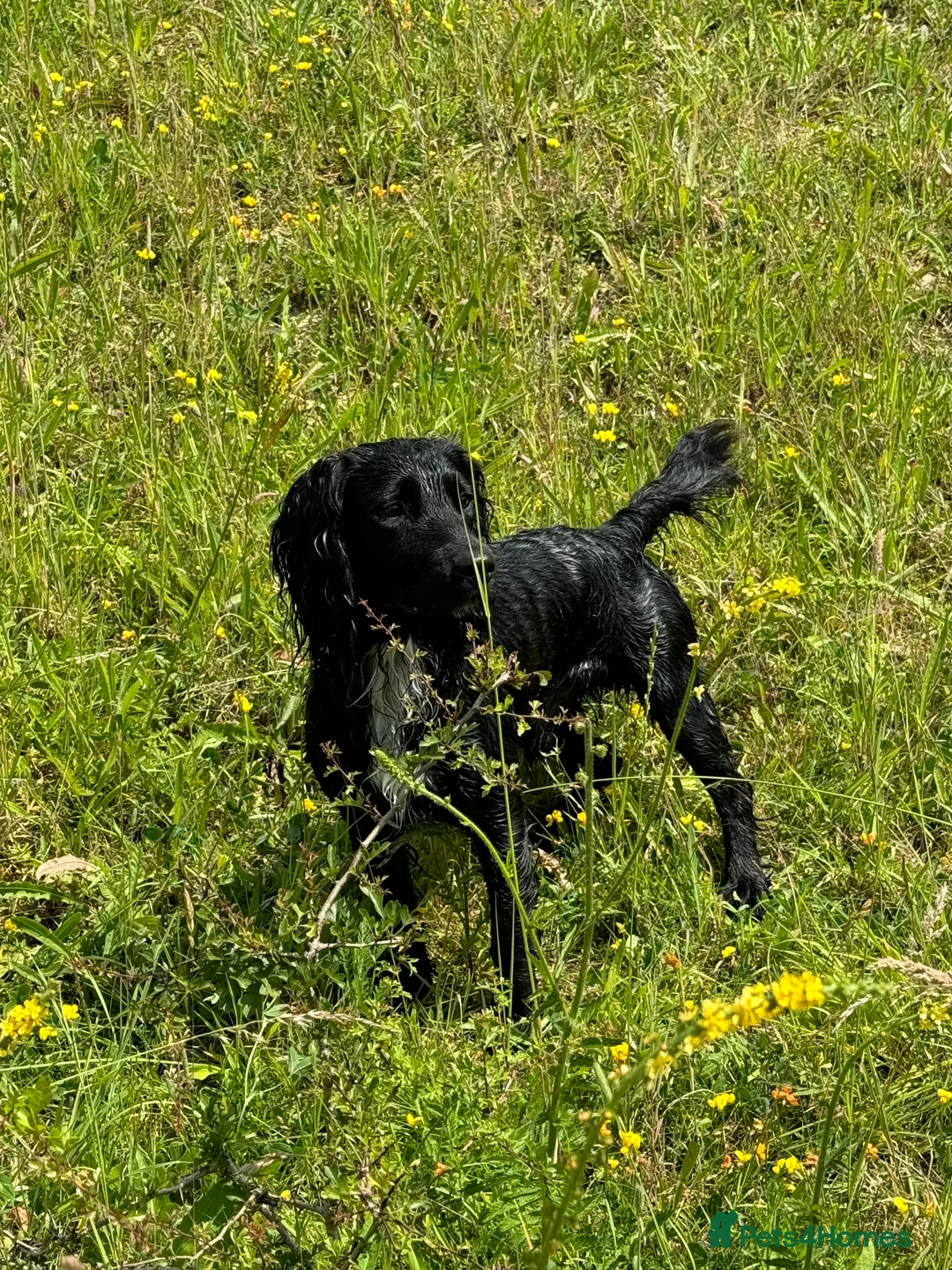 Cocker Spaniel dogs for stud: Working Cocker Spaniel available for Stud  in Chelmsford - Advert 13
