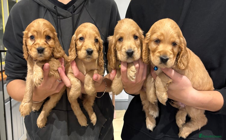 Cocker Spaniel dogs - Advert 9
