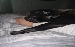 Pug dogs for sale: 3 year old female pug - Image 4