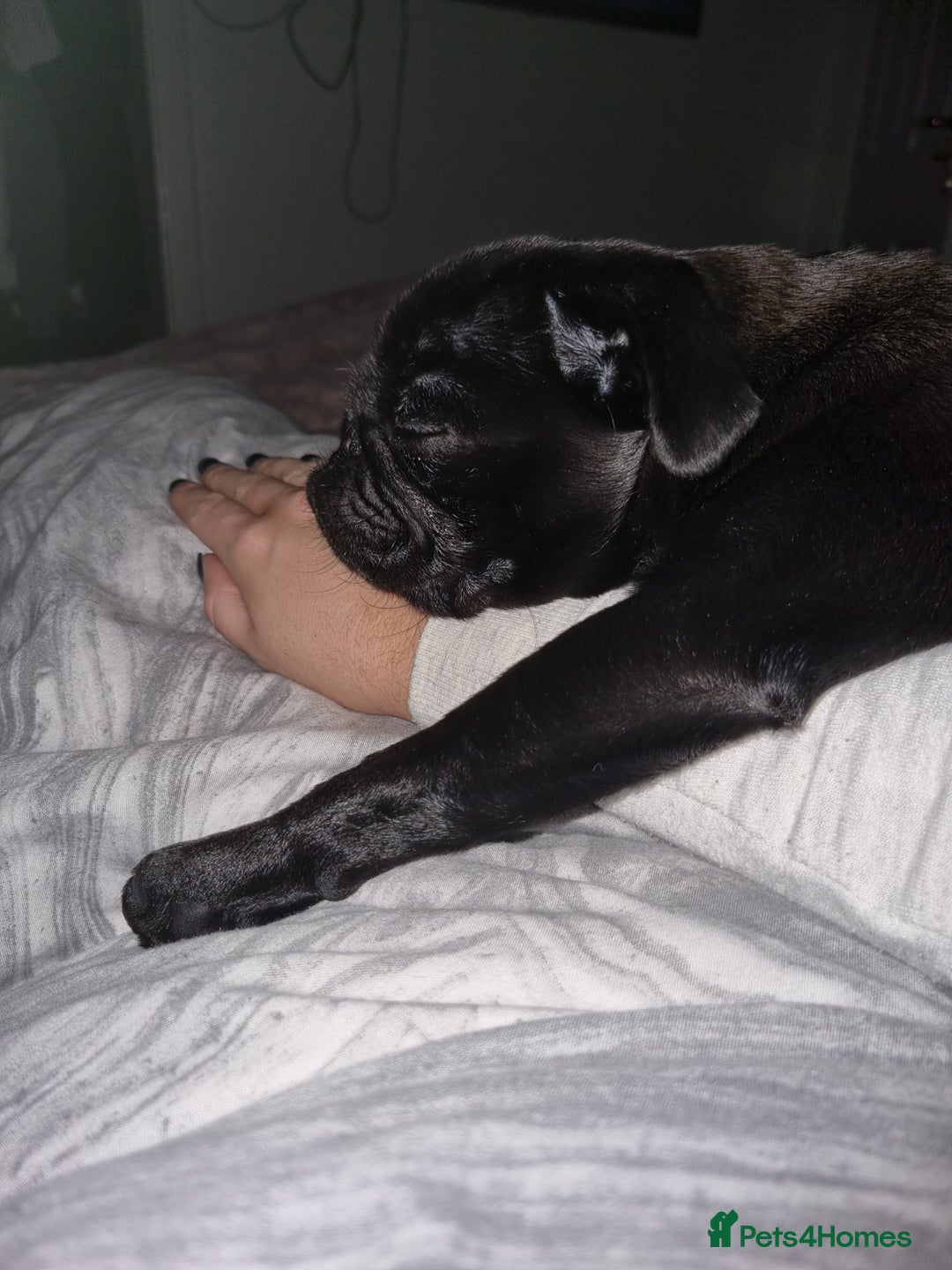 Pug dogs for sale: 3 year old female pug - Image 4