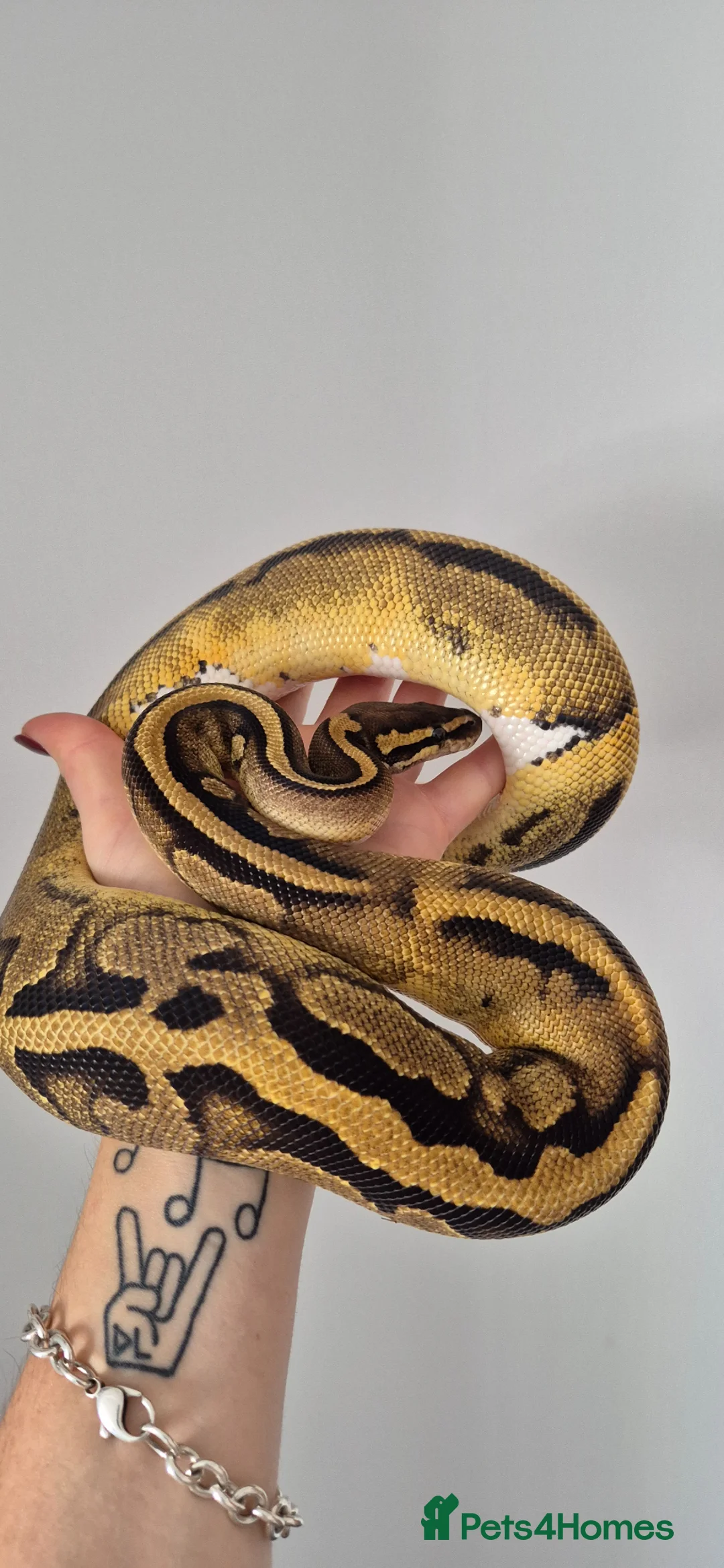 Python Snake reptiles for sale: Various ball (royal) pythons. - Advert 10