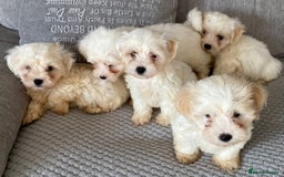 Maltipoo dogs for sale: Beautiful Maltipoo Puppies *Ready to leave* - Image 4