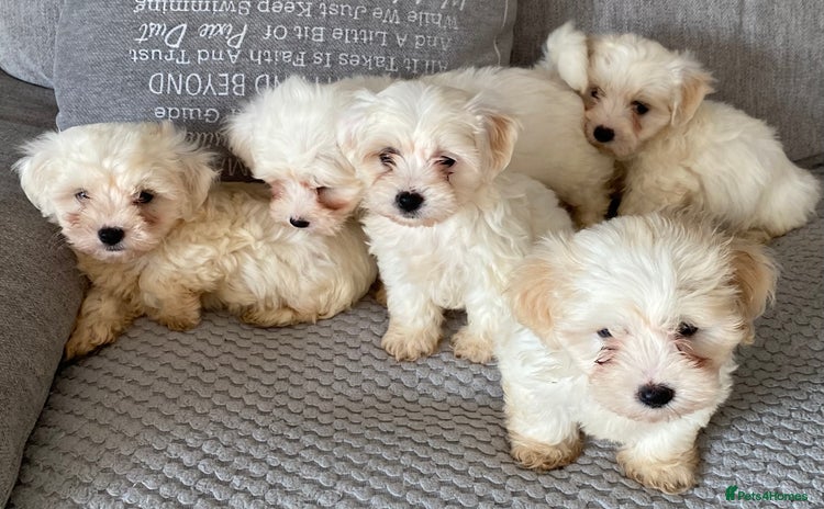 Maltipoo dogs for sale - Advert 1