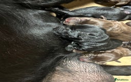 Labrador Retriever dogs for sale: Beautiful black and chocolate pups  - Image 2