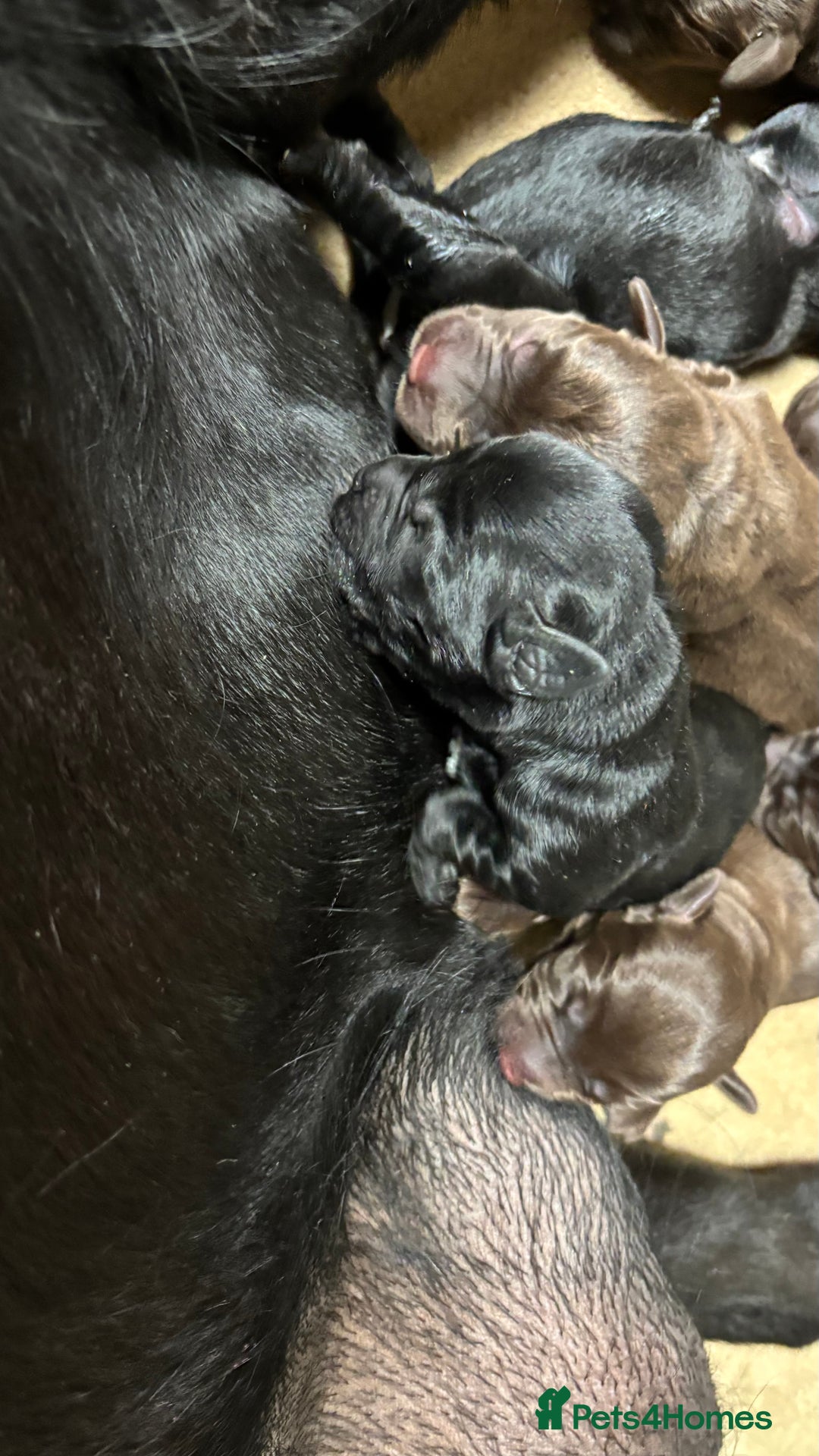 Labrador Retriever dogs for sale: Beautiful black and chocolate pups  - Image 2
