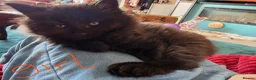 Mixed Breed cats for sale: 4 gorgeous kittens forsale  - Advert 3