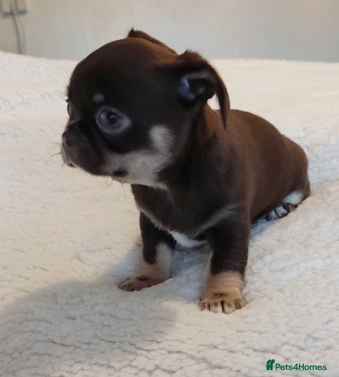 Chihuahua dogs for sale: Beautiful Chocolate Chihuahua Girls  - Advert 10