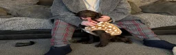 Cocker Spaniel dogs for sale: Arlo, Male Cocker Spaniel - Advert 2