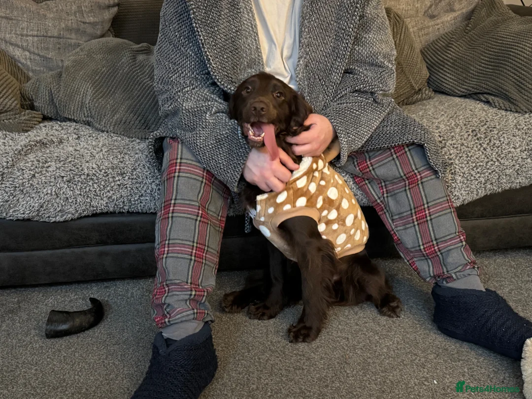 Cocker Spaniel dogs for sale: Arlo, Male Cocker Spaniel - Advert 2