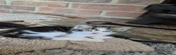 Domestic Shorthair cats for sale: 4 gorgeous female kittens - Advert 11