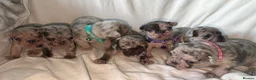 French Bulldog dogs for sale: Incredible Merle litter  - Advert 7