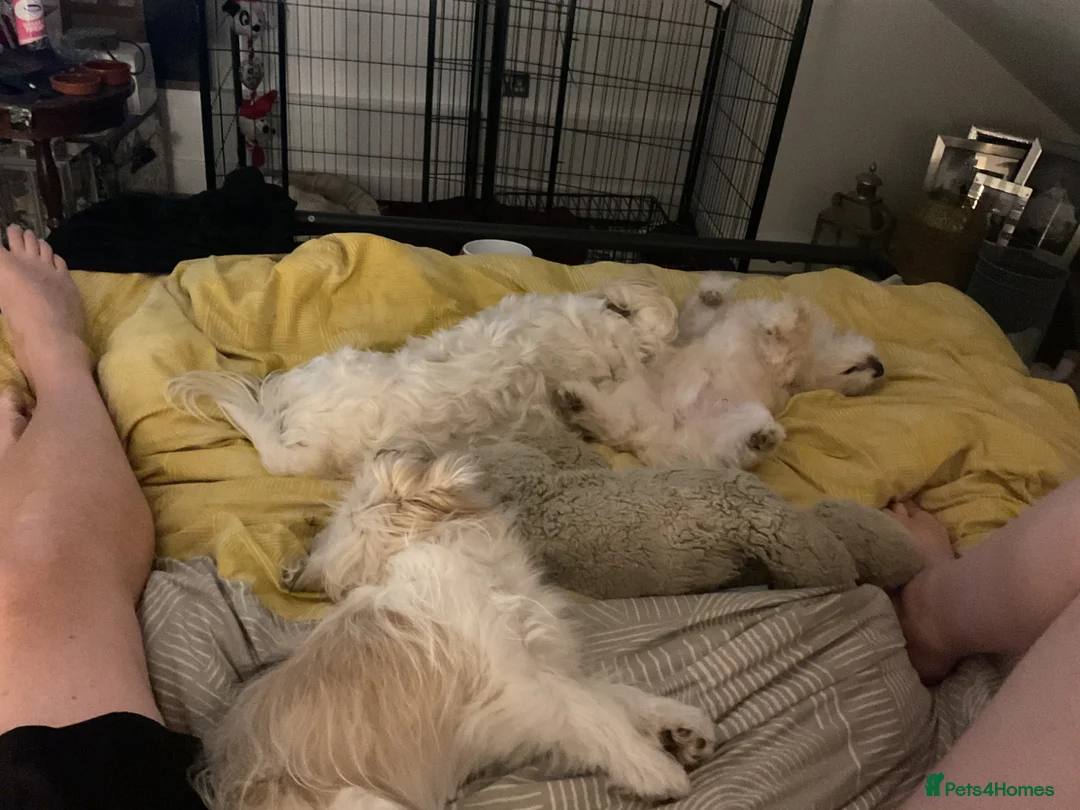 Mixed Breed dogs for sale: Malti-Pom Puppies - Reduced £900- 2 Left - Advert 2