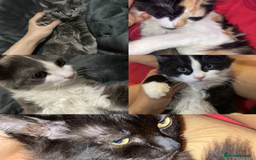 British Longhair cats for sale: british long hair  - Image 1
