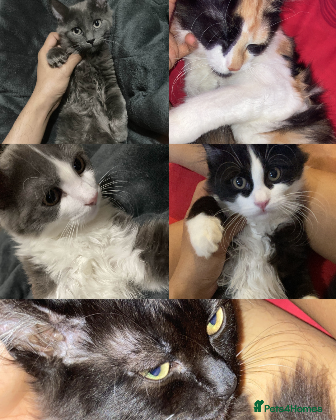 British Longhair cats for sale: british long hair  - Image 1