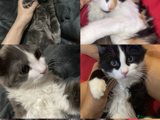 British Longhair cats - Advert 1