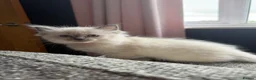 Ragdoll cats for sale: Beautiful pure bred ragdolls  - Advert 1
