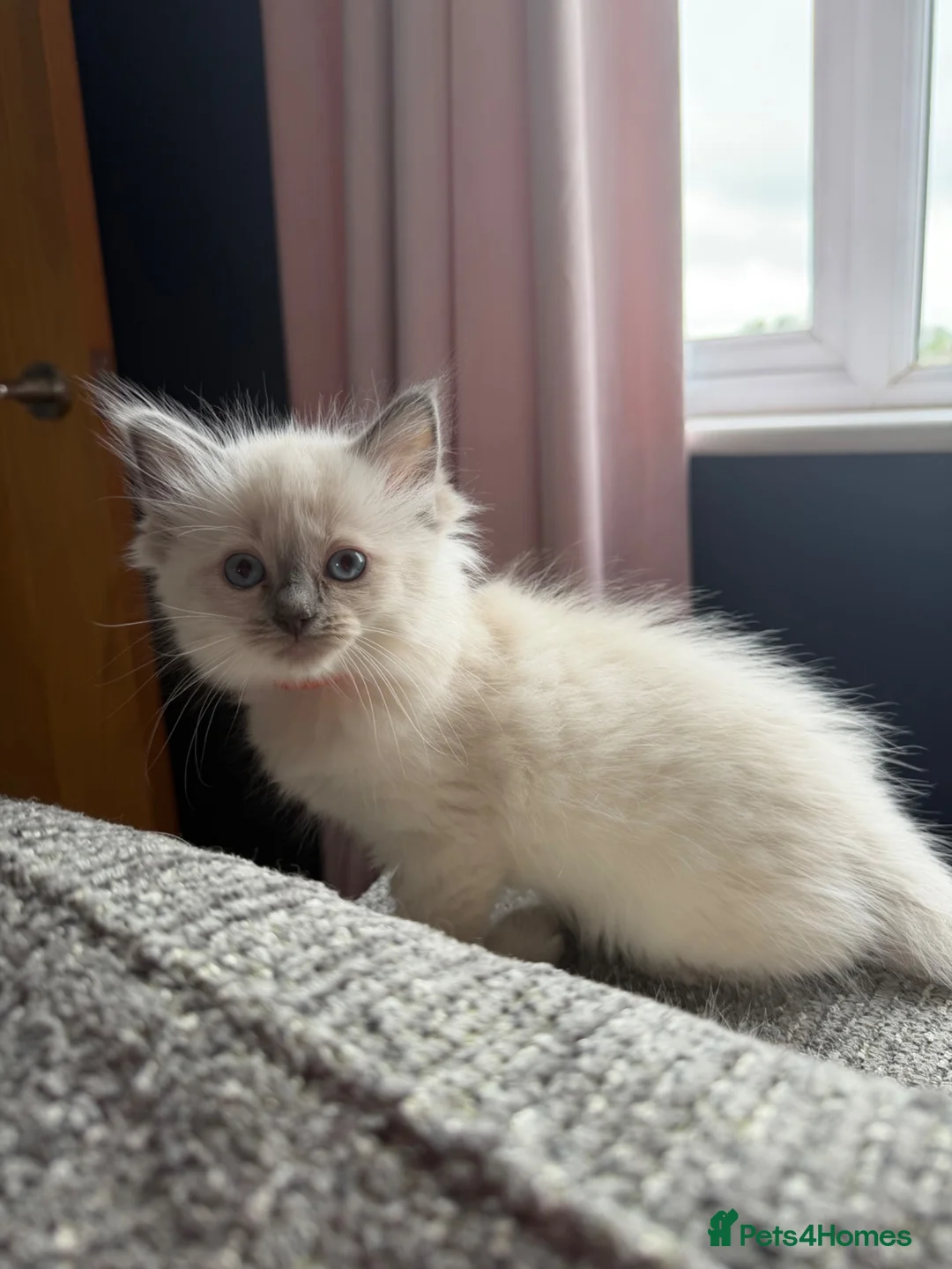 Ragdoll cats for sale: Beautiful pure bred ragdolls  - Advert 1