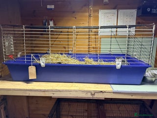 Guinea Pig rodents Guinea pigs and set up - Advert 4