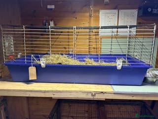 Guinea Pig rodents Guinea pigs and set up - Advert 8