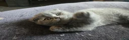 British Shorthair cats for sale: 2 British Blue / Scottish Fold kittens - Advert 3