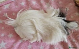 Guinea Pig rodents for sale: Pure Peruvian Sisters - Image 7