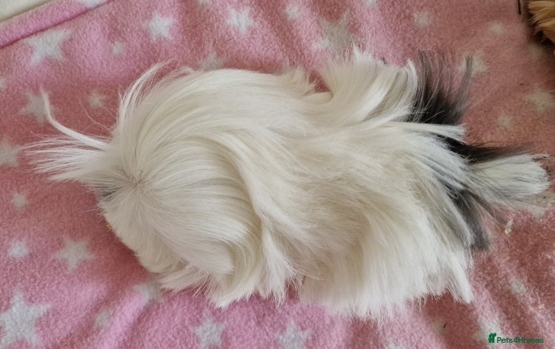 Guinea Pig rodents for sale: Pure Peruvian Sisters - Image 7