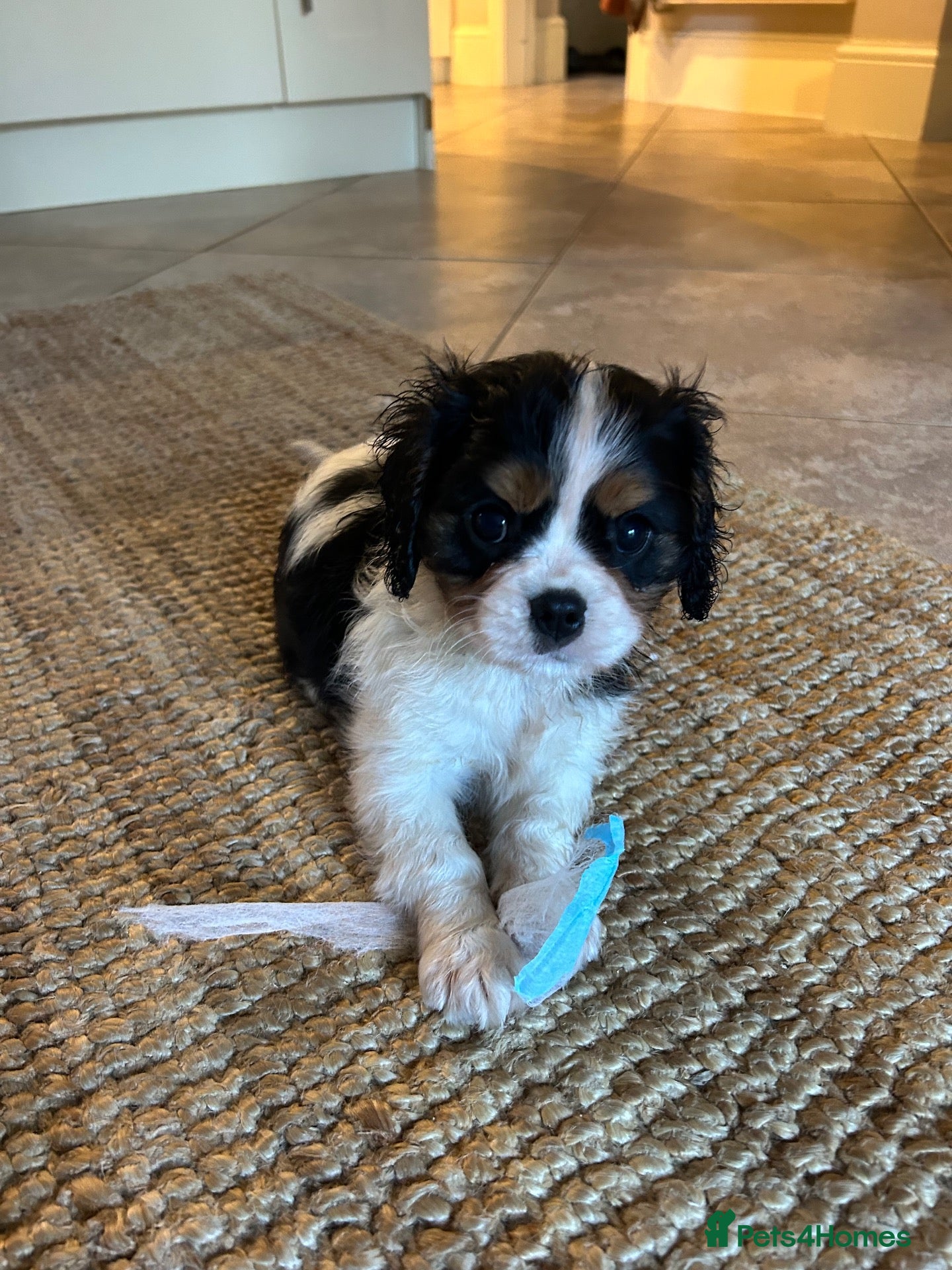 Cavalier King Charles Spaniel dogs Cavalier King Charles Puppies - Advert 16