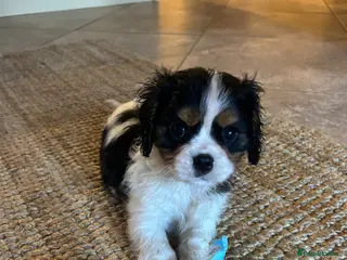 Cavalier King Charles Spaniel dogs Cavalier King Charles Puppies - Advert 16