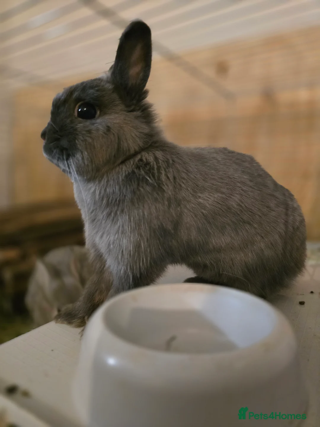 Netherland Dwarf rabbits for sale: Netherland dwarf bunnies  - Advert 5