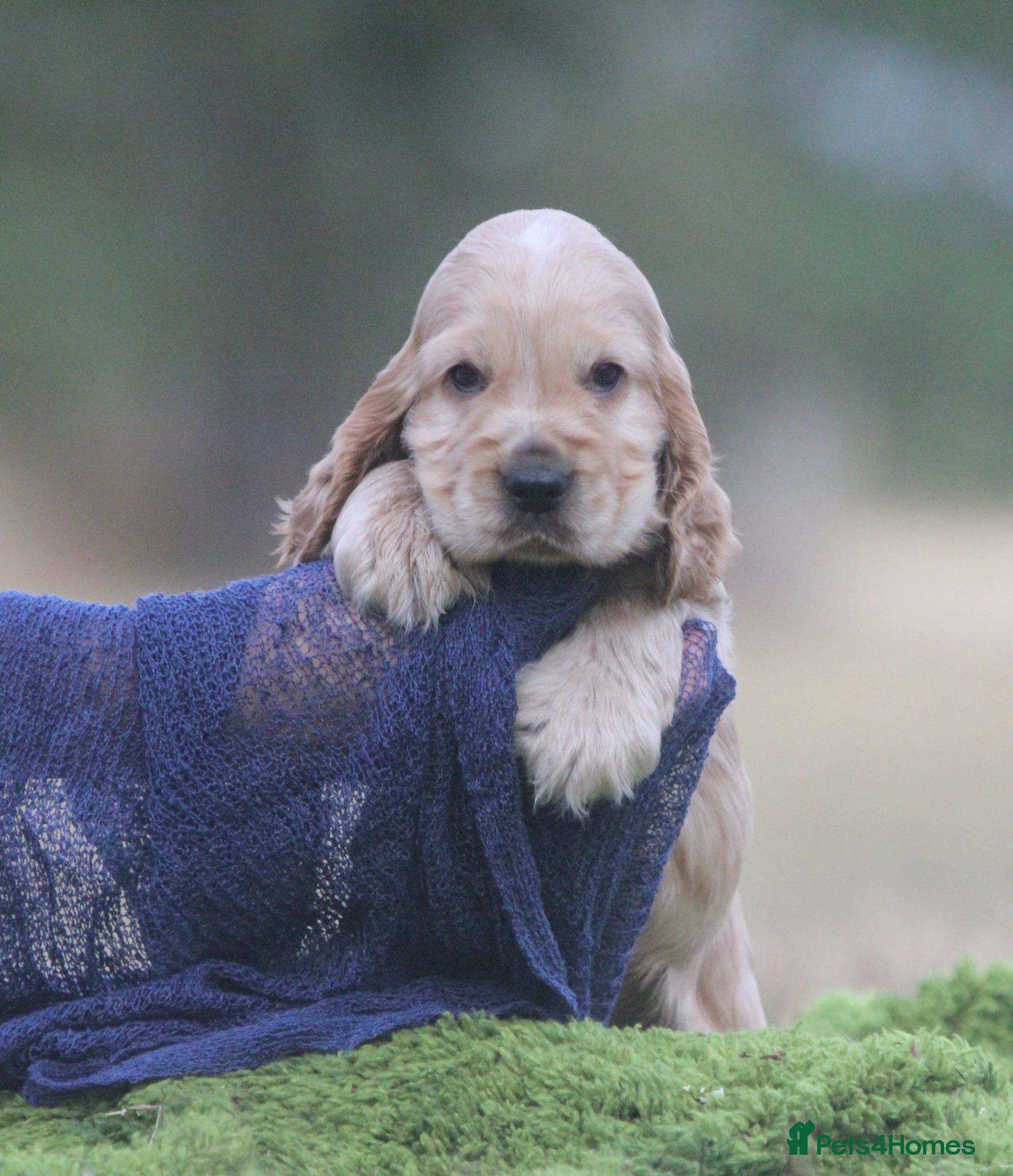 Cocker Spaniel dogs Quality show type puppies by Mango  - Advert 1