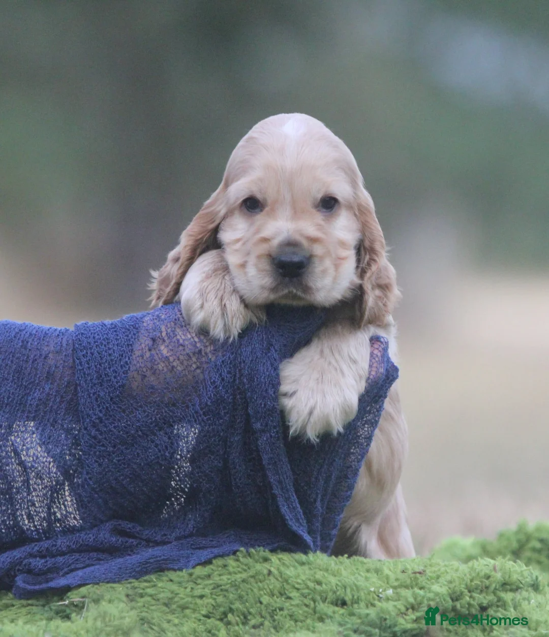 Cocker Spaniel dogs for sale: Quality show type puppies by Mango  - Advert 1