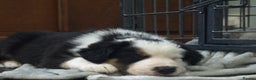 Border Collie dogs for sale: Border Collie puppies  - Advert 19