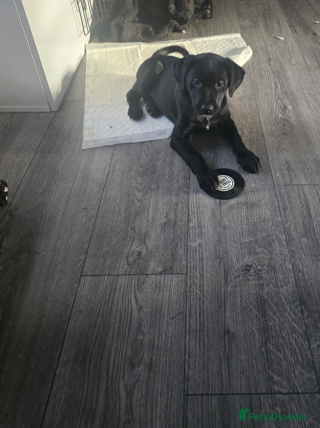 Mixed Breed dogs for sale:  Last puppy looking for his forever home ;)   - Advert 32