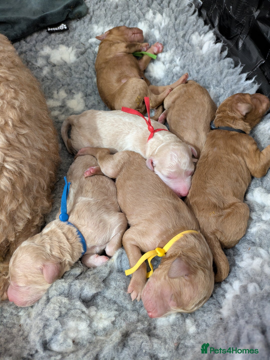 Goldendoodle dogs for sale: Gorgeous Goldendoodles  - Image 6