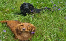Cocker Spaniel dogs for sale: KC registered cocker spaniels - Image 15