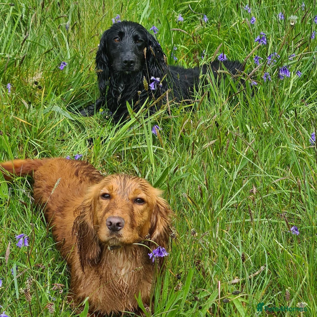 Cocker Spaniel dogs for sale: KC registered cocker spaniels - Image 15