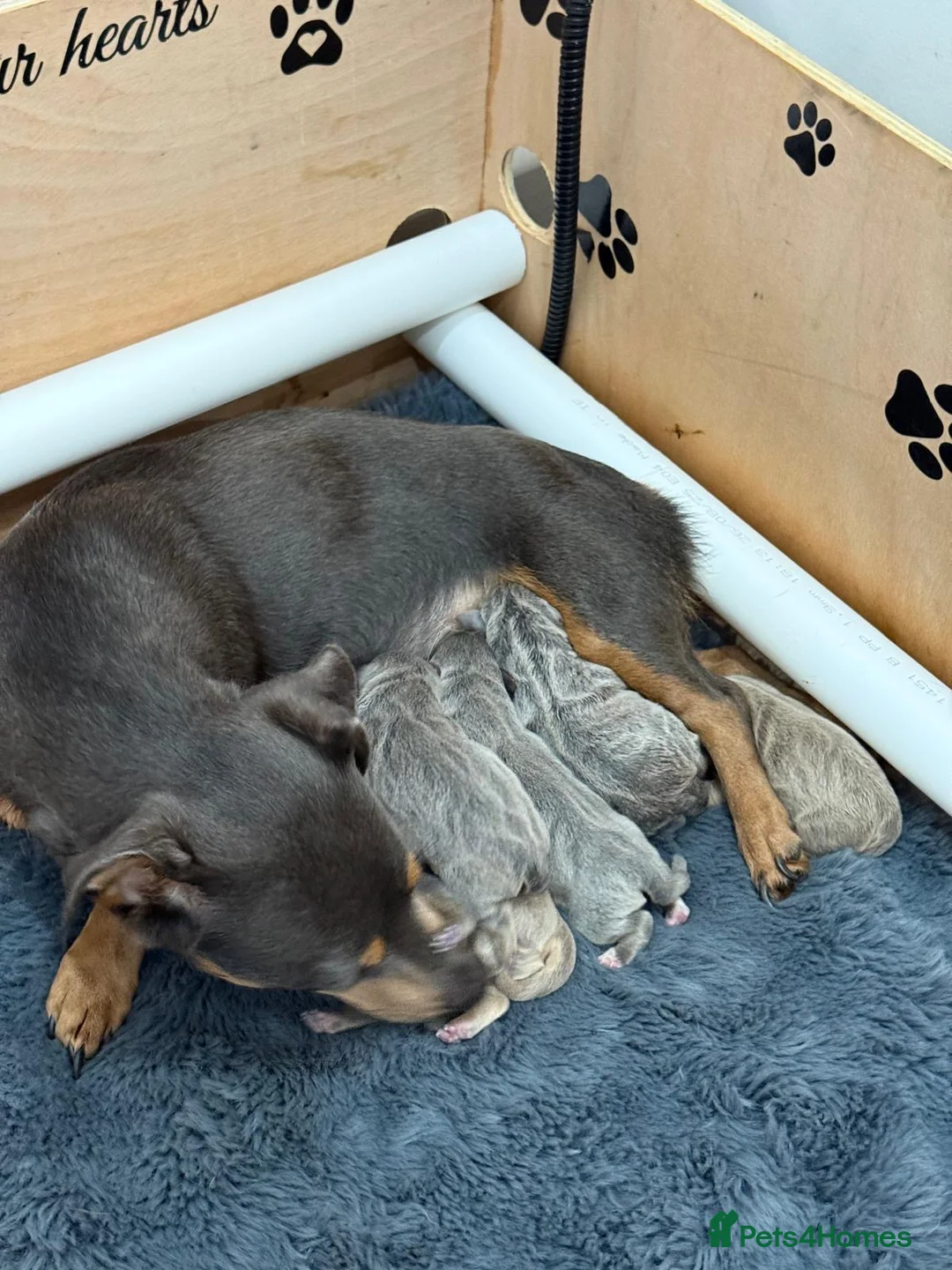 Jack Russell dogs for sale: Jack Russell Puppies - 6 Available 3 girls 3 boys - Advert 3