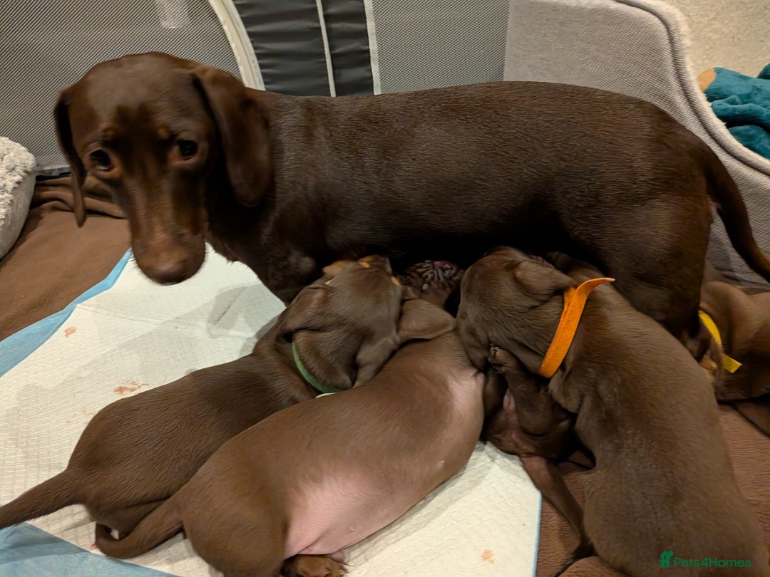 Miniature Dachshund dogs for sale: Miniature Dachshund - Advert 5