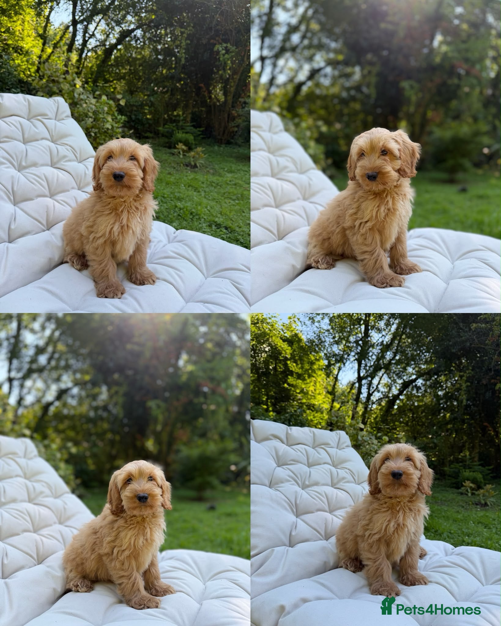 Cockapoo dogs F2b cockapoo puppies - Advert 6