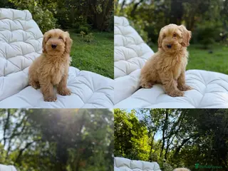 Cockapoo dogs F2b cockapoo puppies - Advert 6