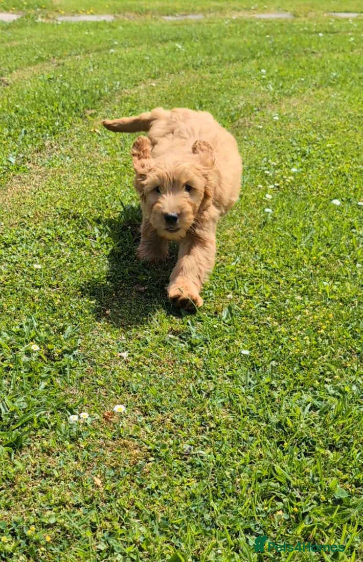 Cockapoo dogs Quality F1 Cockapoo puppies, Health tested parents - Advert 2