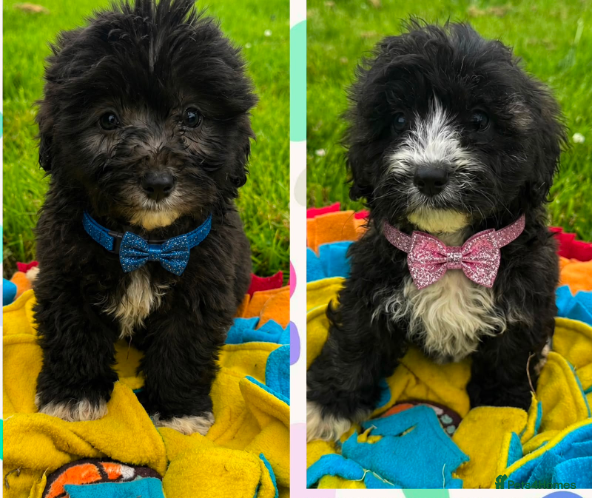 Mixed Breed dogs BEAUTIFUL F1 MINI CORGIPOO PUPPIES  - Advert 1