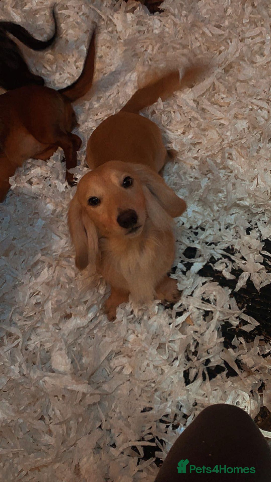 Miniature Dachshund dogs for sale: Kc mini long hair dachshund pups - Advert 7