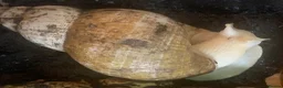 Snails invertebrates for sale: Jade albino giant African land snails  - Advert 5